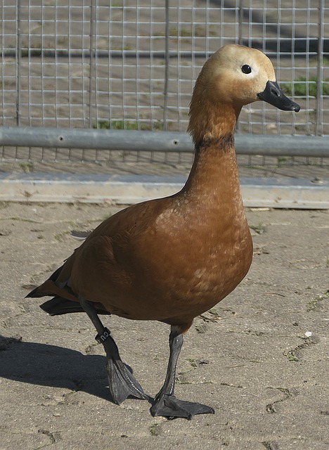 安排