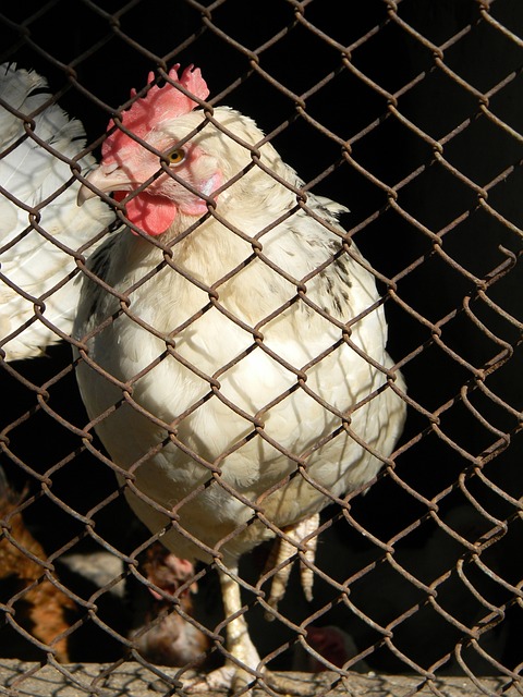 加炙手可热 加炙手可热